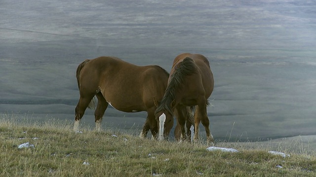 马吃草视频素材