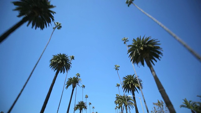 棕榈树开车视频下载
