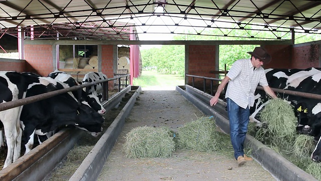 牛郎农民与牛在一个谷仓视频下载