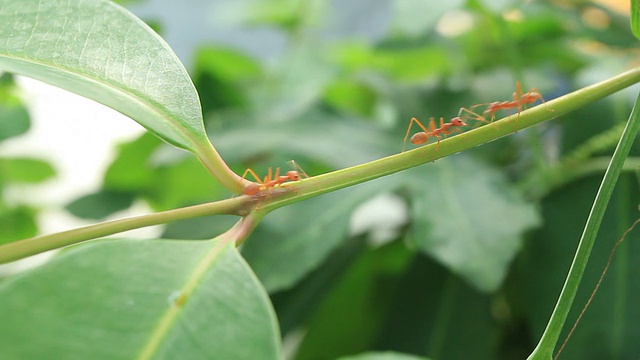 蚂蚁在绿叶上行走视频素材