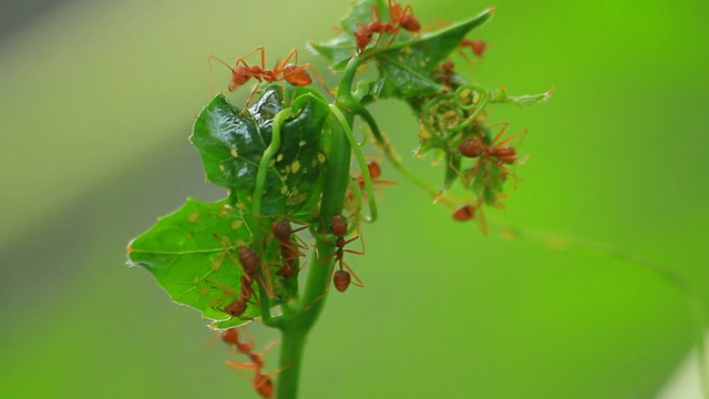 绿叶上的蚂蚁视频素材