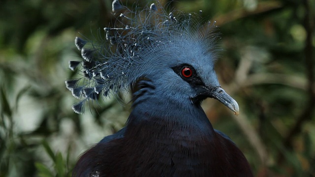 维多利亚加冕鸽子。视频下载