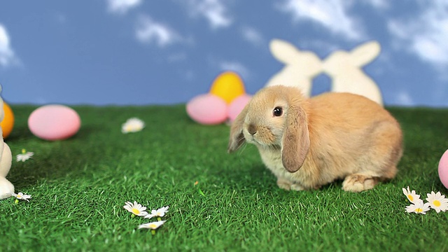 复活节场景中的兔子视频下载
