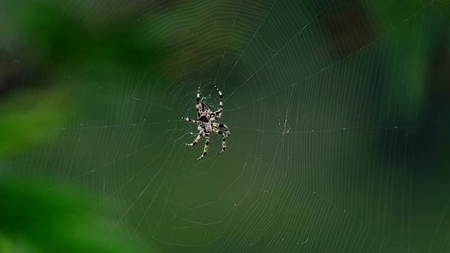 蜘蛛在他的网上等着视频素材