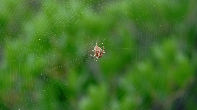蜘蛛在他的网上等虫子。视频素材