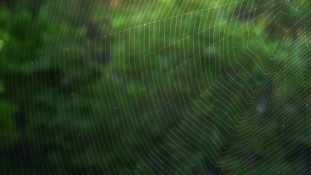 风上的蜘蛛网视频素材
