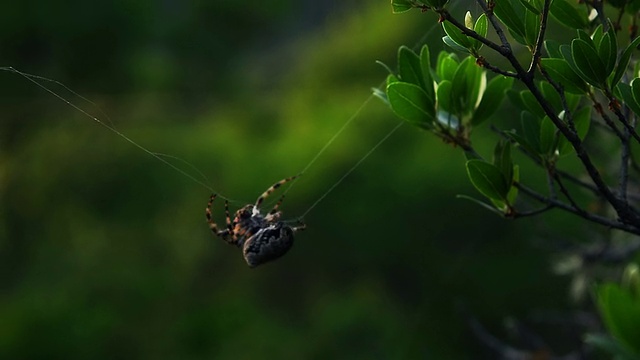 蜘蛛修理网络视频素材