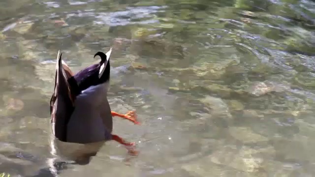 有趣的鸭子视频下载