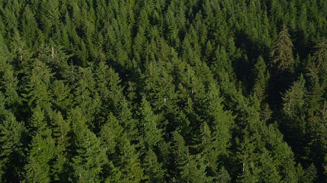 俄勒冈州森林的冷杉，航拍视频素材