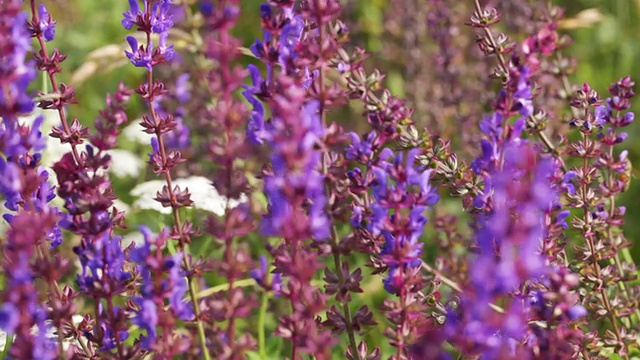 蜜蜂在野花上视频素材