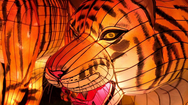 中国两只老虎的灯笼视频下载