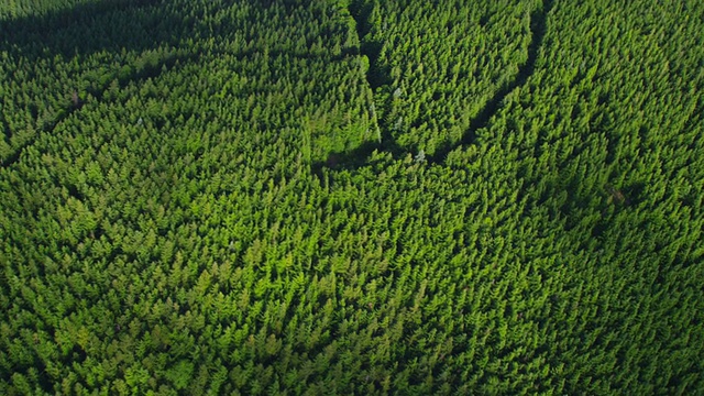俄勒冈森林，航拍视频素材