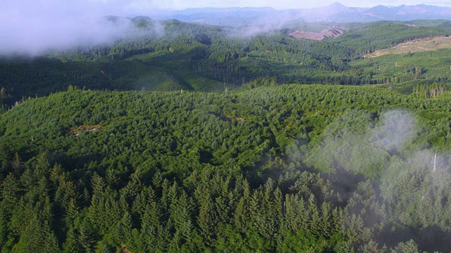 俄勒冈森林的冷杉上的云朵视频素材
