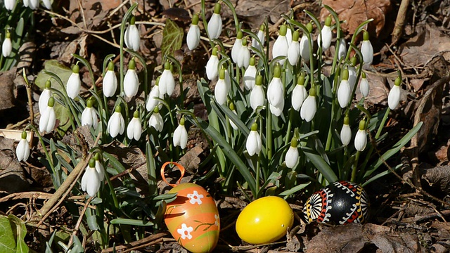 复活节彩蛋在雪花莲和春天的风视频下载