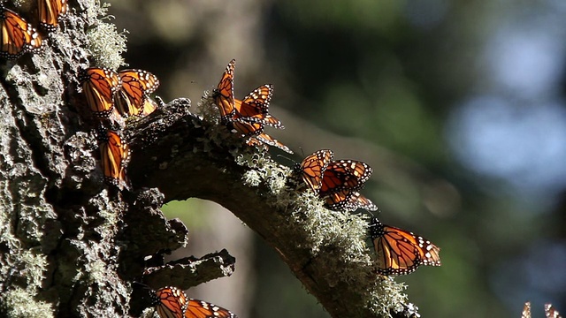 黑脉金斑蝶,秘密,濒危物种,旅途视频素材