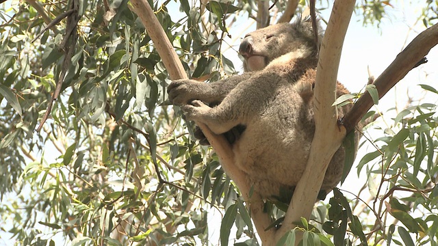 澳大利亚的考拉熊视频素材