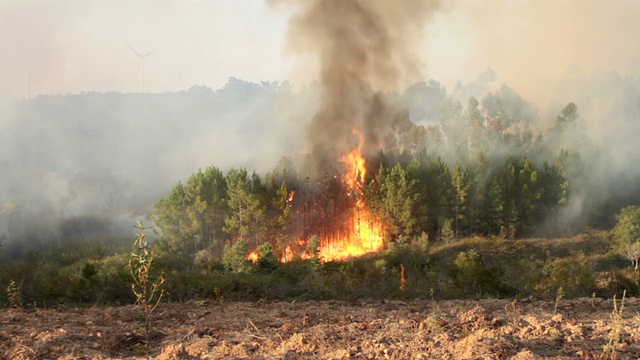 葡萄牙森林大火视频素材