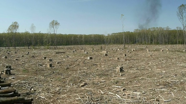 森林砍伐视频素材