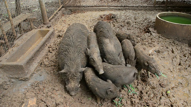 肮脏的猪躺在泥里视频下载