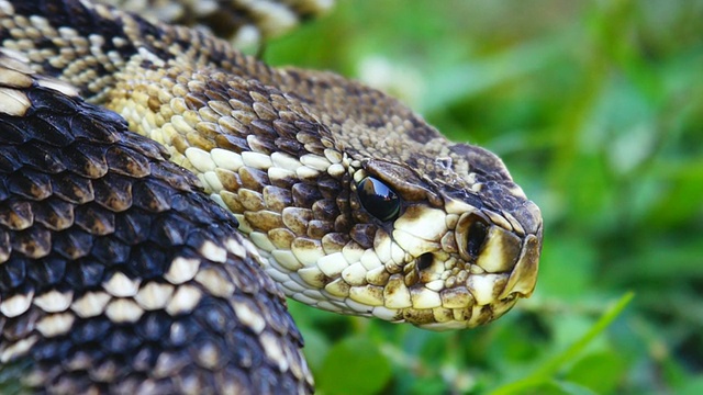 响尾蛇的舌头闪烁视频素材