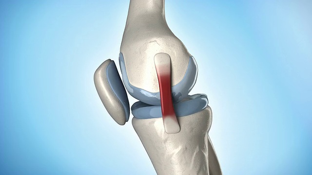 膝盖医学解剖循环视频下载