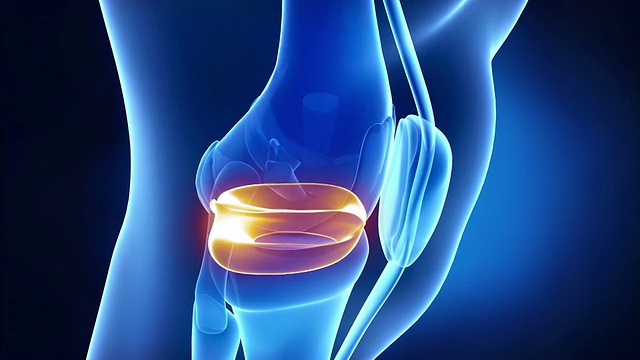 膝关节x线半月板、前交叉韧带和前交叉韧带的医学解剖视频素材