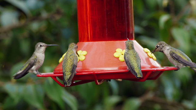 雄性蜂鸟安纳斯从喂食器中饮水视频下载