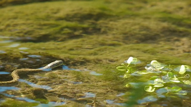 铜斑蛇可能会游泳视频下载