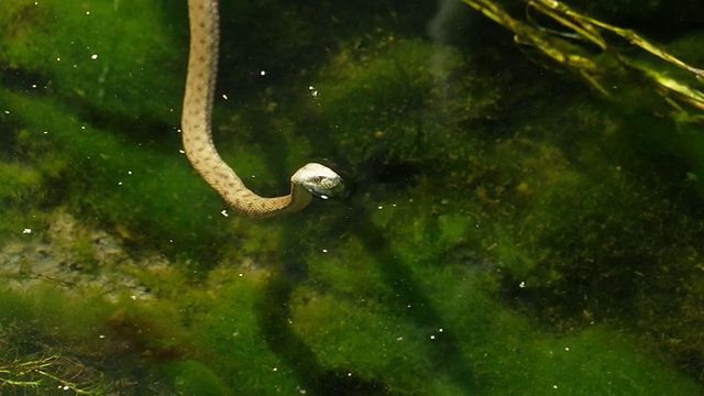 铜头蛇在水和手视频下载