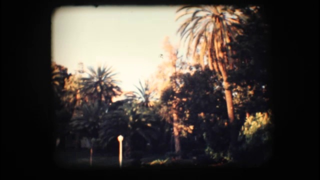 古董8毫米。棕榈树公园视频素材