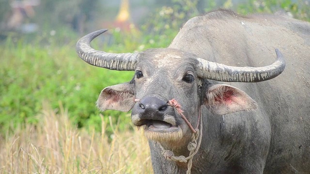 亚洲水牛在乡村农场吃草视频素材
