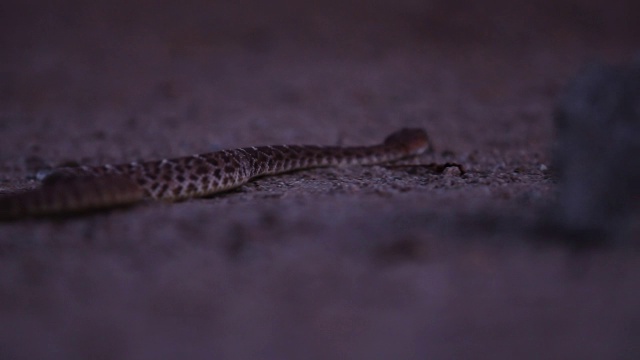 响尾蛇在晚上视频素材