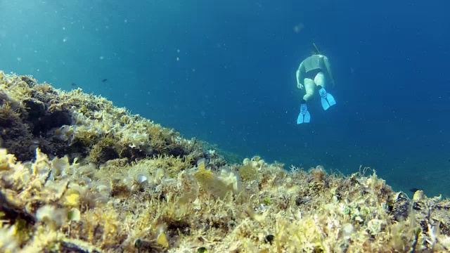 潜水员浮潜视频素材