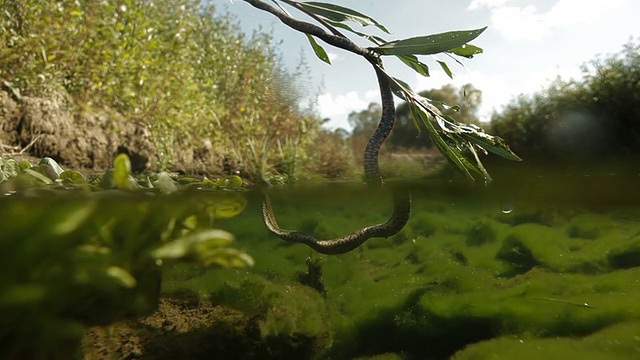 一段水域上的铜斑蛇视频下载