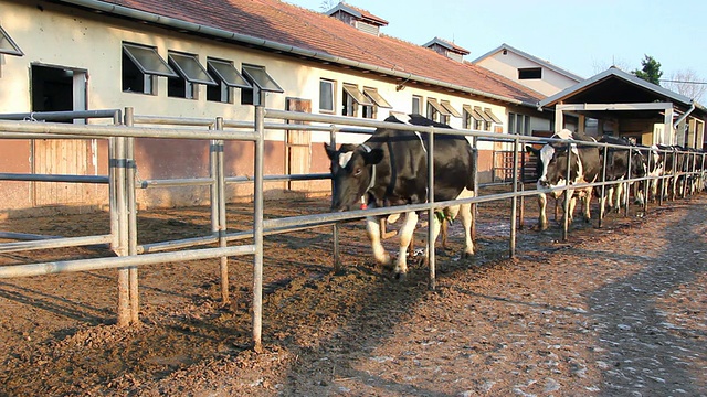 奶牛在农场视频下载