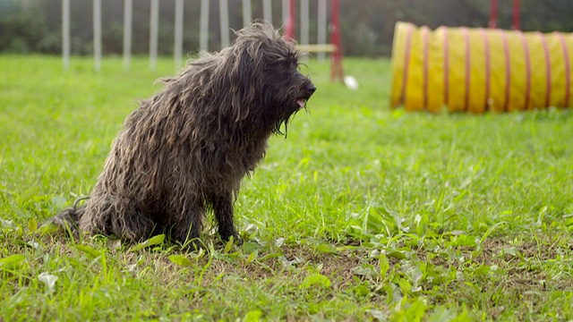 宠物跑步，敏捷性比赛与狗跳过障碍视频下载
