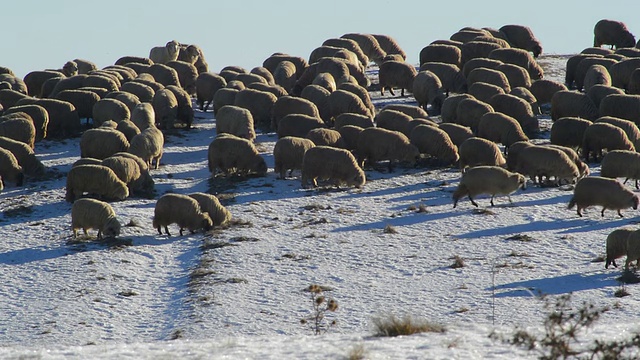 羊群过冬视频素材
