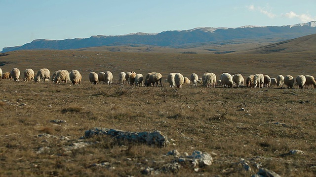 放牧在高山高原上的羊群视频素材