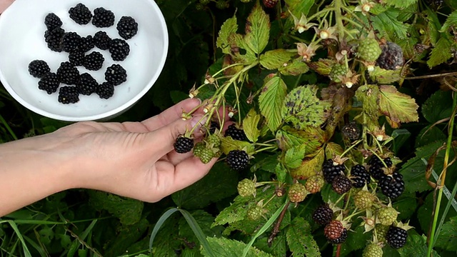 雌性黑莓浆果视频素材