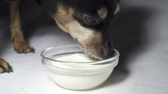 慢镜头:狗在喝牛奶视频素材