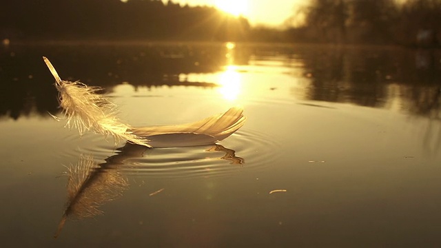 慢镜头:羽毛掉进水里视频素材