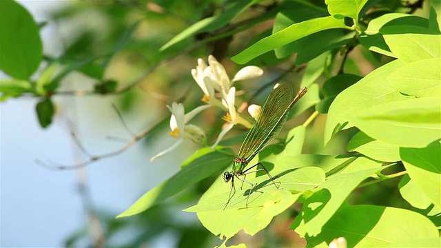 蜻蜓靠近一片绿叶视频下载