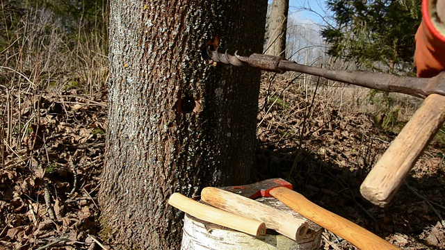 在枫树上钻一个洞，用来装春季树液视频下载