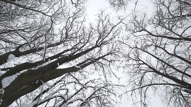 在冬天仰望树木视频素材