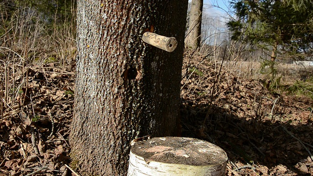 用木锤锤入枫木丝锥，用于制作春季树液视频素材