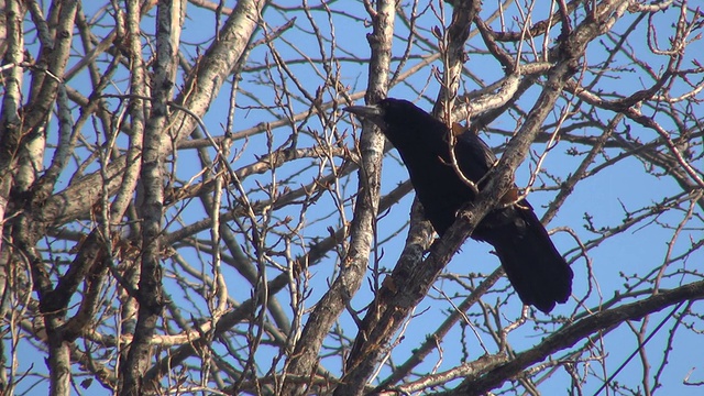 乌鸦坐在光秃秃的树枝上，然后飞，乌鸦视频素材