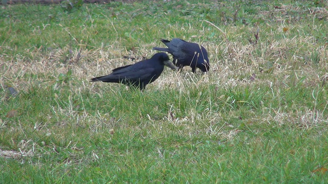 乌鸦在草丛中找到坚果，饥饿的乌鸦在寻找坚果视频素材