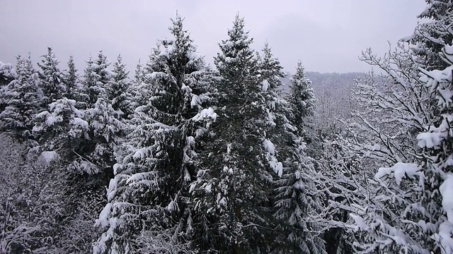 天空:雪花飘落在森林里视频素材