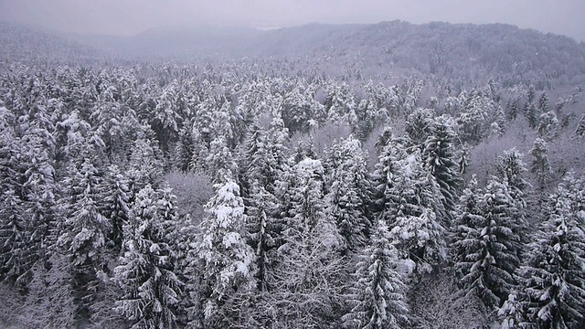 空中摄影:冬天在森林上空飞行视频素材