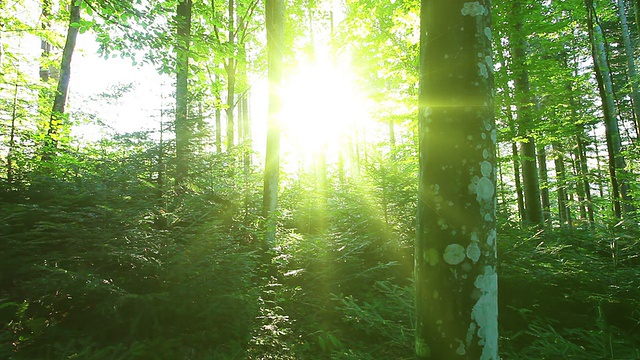森林中的早晨视频素材